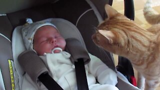 Cats Meet Baby for the FIRST Time