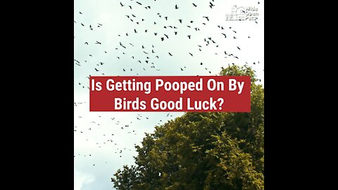 Is Getting Pooped On By Birds Good Luck?