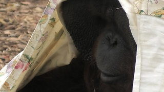 Orangutan youngster Is getting ready for Halloween
