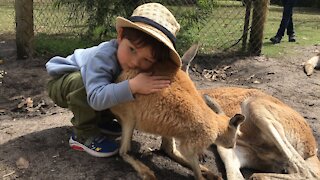 First time hugging kangaroo