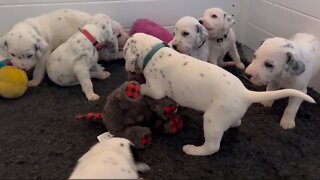 Dalmatian puppies play with toys for the first time