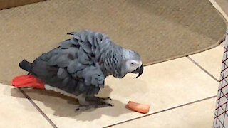 Parrot performs an original dance with a carrot