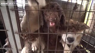 Maryland animal shelters to house dogs rescued from South Korea meat farm