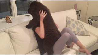3-month-old Newfoundland shows off fluffy cuteness