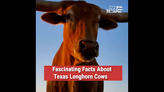 Fascinating Facts About Texas Longhorn Cows