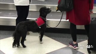 Consumer tips for finding a service dog