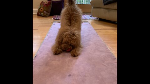 Zooming after a zoom yoga class