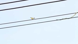 Snake crosses electrical wires to catch birds