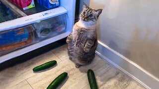 Funny Cats To Watch Today (Part 1)