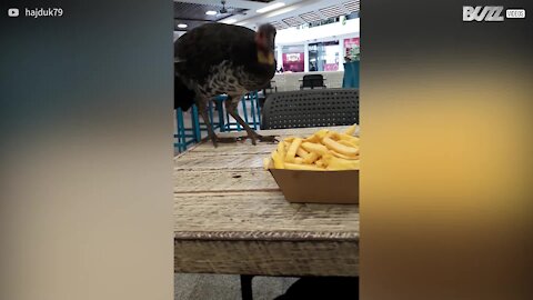 Fjerkræ! Fræk fugl stjæler pomfritter fra restaurantbord