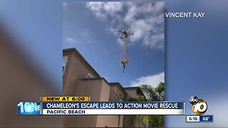 Pacific Beach man saves blind chameleon with drone