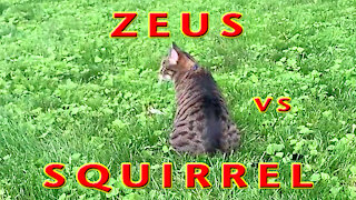 Zeus Catches A Squirrel
