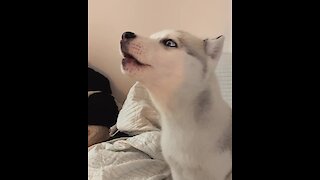 Husky puppy's first howling session is an adorable success