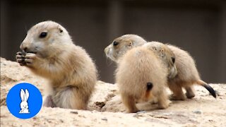 Prairie Dogs Playing Compilation!!