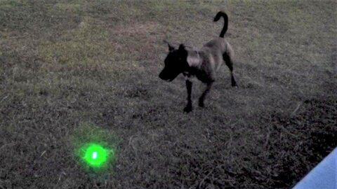 Speedy dog shows that lasers aren't just fun for cats