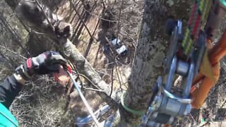 Stranded cat rescued from 20-meter-high tree