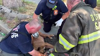 Firefighters Revive And Save Dog Rescued From Burning House