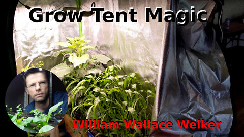 Grow Tent Magic