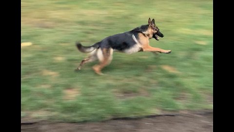 German Shepard hilariously refuses to come inside and gets the zoomies!