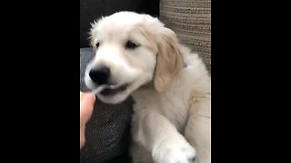 Adorable puppy preciously eats from spoon