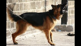 Training Guard Dog Step By Step