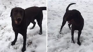 High-energy doggy can’t hold in his excitement for the snow