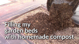 Filling my garden beds with homemade compost