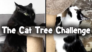Cats perform their own Olympic event using their kitty tree