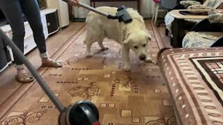 Golden retriever loves being vacuum-cleaned