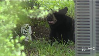 FWC officials use donuts to trap young black bear