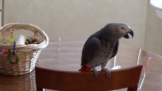 Apologetic parrot is sorry for flying and being demanding