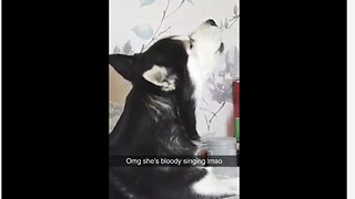 Music-loving husky sings along to song