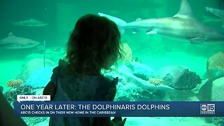 Checking in on the Dolphinaris Arizona dolphins, and the company's next plan