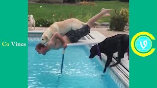 Animals going crazy -Try Not To Laugh Watching Funny Animal Fails Compilation