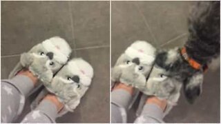 Schnauzer becomes furious when she sees her owner's new slippers