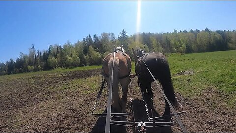 Disking on a beautiful day with Sally & Mable.// Field work with Draft Horses!