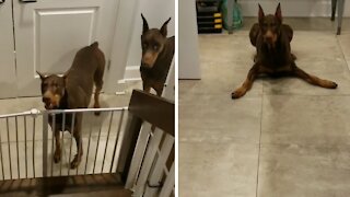 Dog Gets Extremely Excited When She Know She's About To Eat