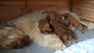 Wheaten Terrier mom nursing 8 hungry puppies