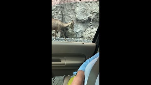 Mountain goats hanging out beside car!