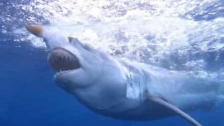 Diver has scary encounter with great white shark