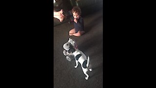 Baby and puppy adorably battle for toy dominance