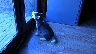 Husky Puppy Throws Temper Tantrum Because He Wants To Go Outside