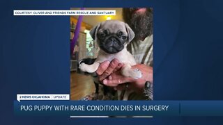 Pug puppy with rare condition diesin surgery