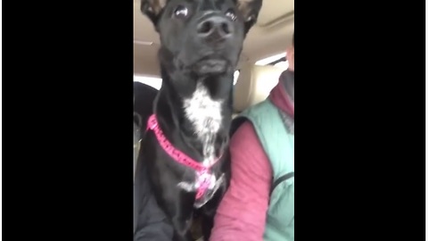 Dog Loses Her Mind Upon Realizing She's At The Dog Park