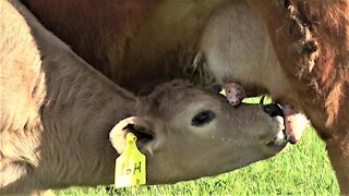 Calf has adorable milk mustache as he drinks from his mother