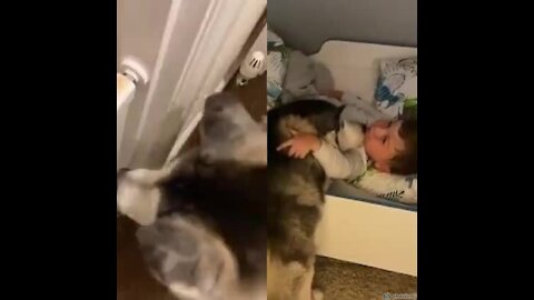 Dog Gently Wakes Up Child in The Morning