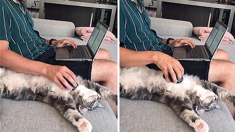 Cat hilariously works as a personal mouse pad