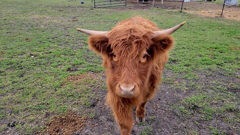 Highland Cow Runs For Treats And It's Too Adorable