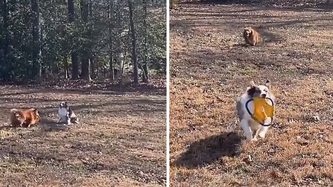 Thoughtful dog delights sister by giving her the toy he just caught