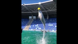 What This Trained Dolphin Does In Slow Motion Will Totally Blow Your Mind